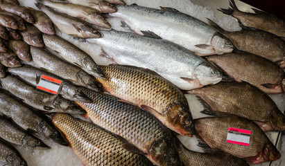 fish on the counter in the supermarket