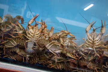 alive crayfish in aquarium