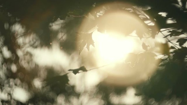 Leaves, trees, autumn foliage against sun, dreamy abstract oof details,cu
