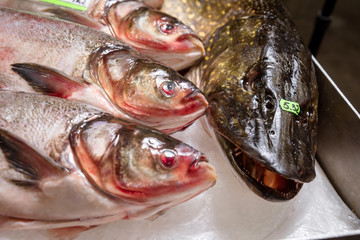 fish on the counter in the supermarket