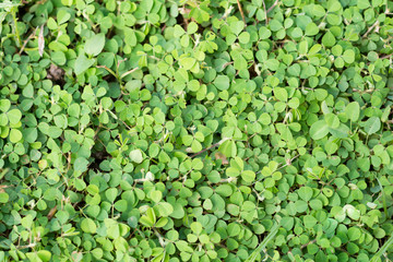 Fototapeta premium green leaves.Green background with leaves.