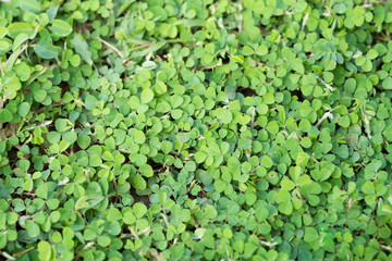 green leaves.Green background with leaves.