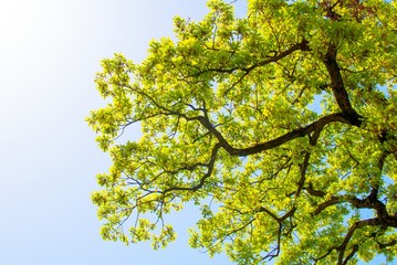 Landscape, Spring Oak Branches, Leaves and Blue Sky