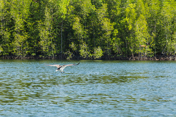 Eagles from Langkawi mangrove forest
