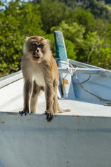 Monkey in mangrove forest