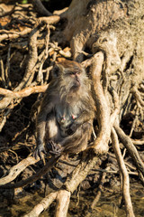 Monkey in mangrove forest
