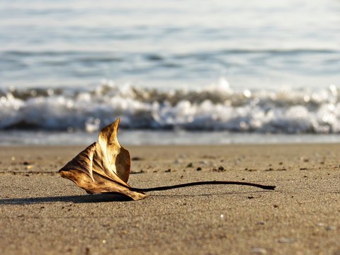 Hoja seca en la playa, principio de otoño, final del verano