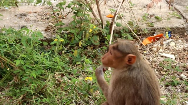 Indian macaque feeds on pods of bean plants 1. Kerala
