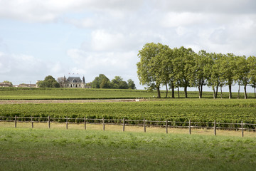 Fototapeta na wymiar Margaux Bordeaux France - The historic Chateau Palmer seen across the vines of Margaux in the Bordeaux region of France