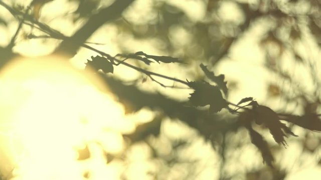 Leaves, trees, autumn foliage against sun, dreamy abstract oof details,cu