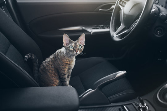 Beautiful Devon Rex cat is sitting in a car seat. Cat is sitting inside a car. Cat is feeling comfortable and relaxed. Train your cat to travel together. Travel with pets
