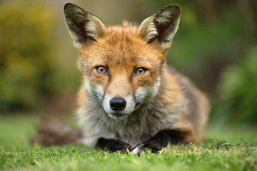 Naklejka na ściany i meble Red fox eye contact