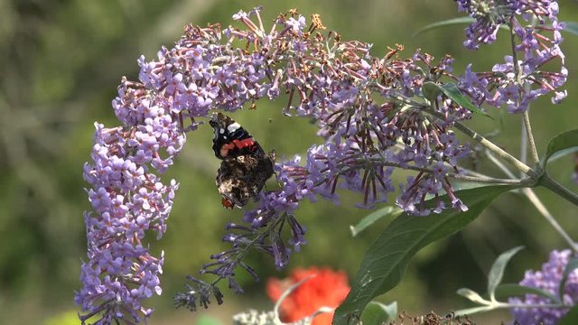 Red Admiral butterfly feeds on lilac buddleia bush