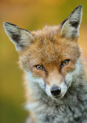 Naklejka na ściany i meble Portrait of a young male red fox