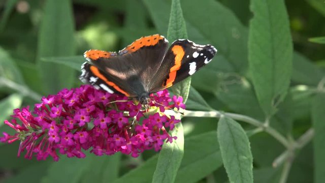 Red Admiral butterfly feeds on lilac buddleia bush