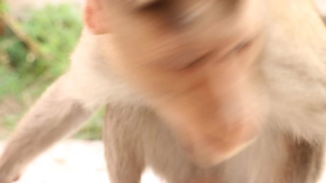 Indian macaque feeds. Kerala
