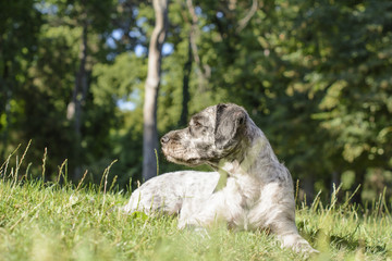 Dog lying on the meadow. His attention was attracted. Something is in the woods. Selective focus.