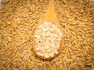 grain oats and oatmeal