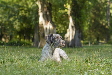 Dog lying on the grass in the park in the shadow of the tree tops. Selective focus. 