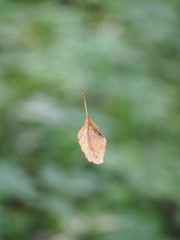 leaf on a cobweb (flies)