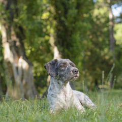 Domestic black-and-white dog is lying on the grass, in the shadow of the tree tops. Something...