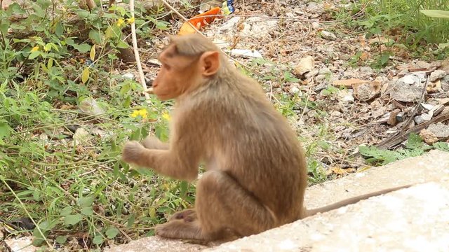 Indian macaque feeds on pods of bean plants 2. Kerala
