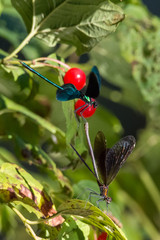 Mating ritual of a pair of dragonflies