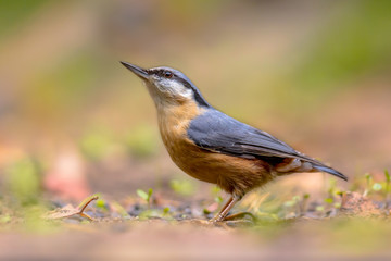 Eurasian nuthatch looking up