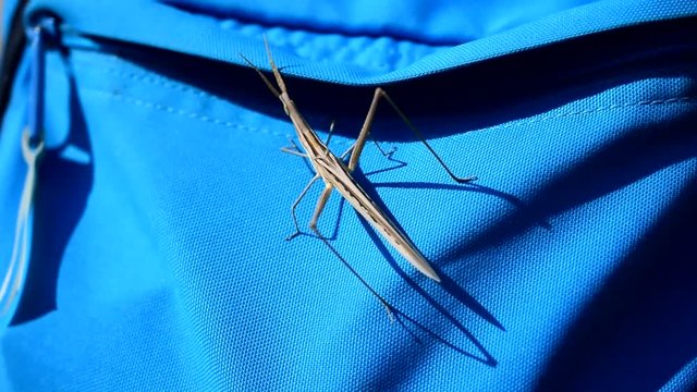 closeup of big grey grasshopper sitting on blue bag on a sunny day