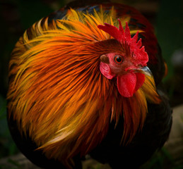 Red Jungle Fowl