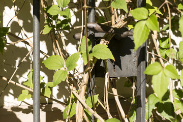 Ein total überwachsenes Gartentor aus Metall. Nahaufnahme des Griffs und des Schlüssellochs.