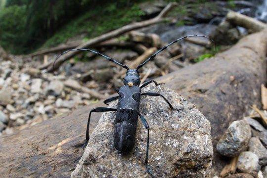 Great Capricorn Beetle - Cerambyx Cerdo