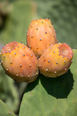 Fruits of prickly pear cactus.