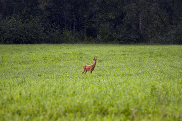 Deer in meadow