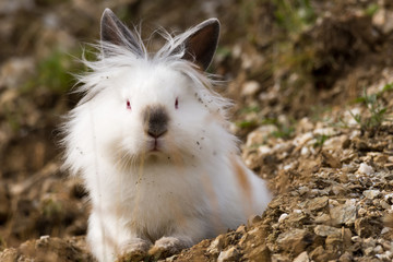 White angora rabbit sitting outdoors in the wild, front view