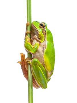 European Tree frog holding on to stick
