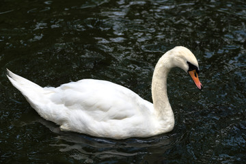 Obraz premium Single beautiful white swan in the pond in summer day