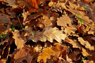 Fallen autumn leaves