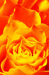 Macro of orange rose