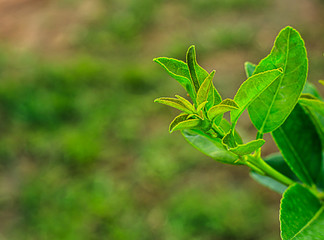 Beginning lemon in green garden