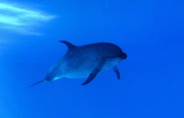 Dolphin swimming in the aquarium