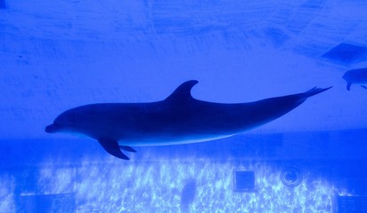 Dolphin swimming in the aquarium