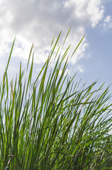 Grass with sky
