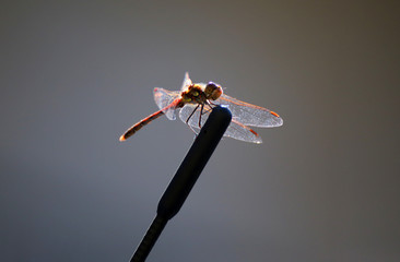 Libelle