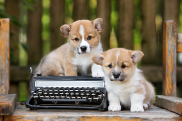 two red welsh corgi puppies posing outdoors