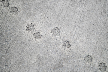 The dog 's footprints on cement floor