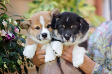 two adorable corgi puppies close up 