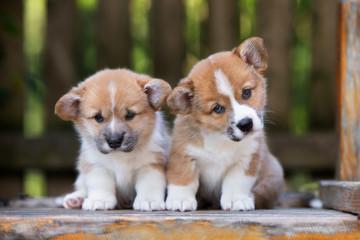 Naklejka na ściany i meble two adorable red welsh corgi puppies