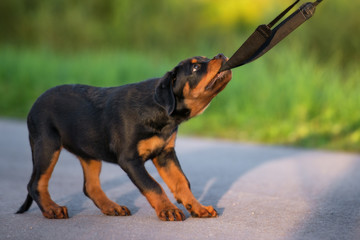 rottweiler puppy playing outdoors