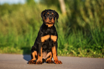 adorable rottweiler puppy sitting outdoors